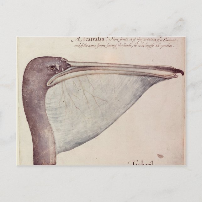 Carte Postale Pelican, c.1590 (Devant)