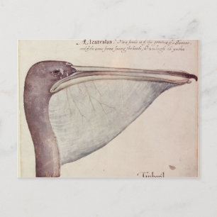 Carte Postale Pelican, c.1590