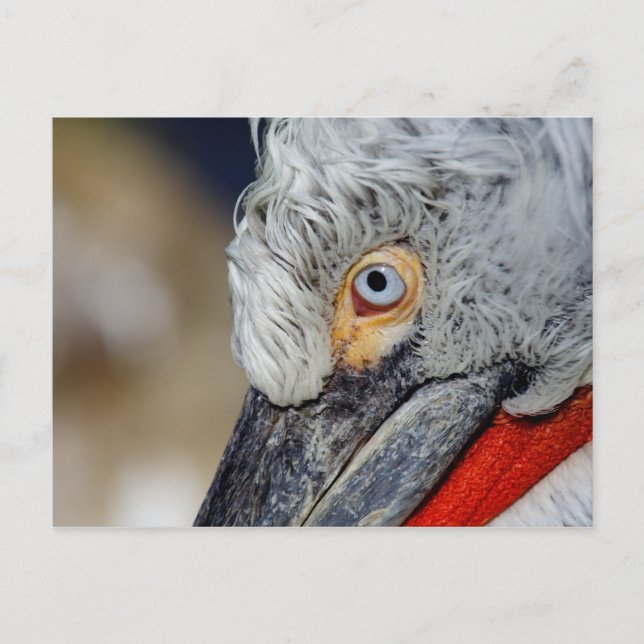 Carte Postale Pélican dalmate (Devant)
