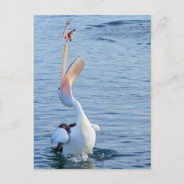 Carte Postale Pélican dans l'eau Capture de poisson dans l'air (Devant)