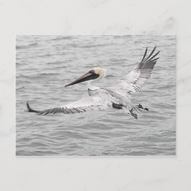 Carte Postale Pelican En Vol (Devant)