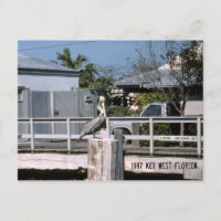 Pelican Key West Florida 1987