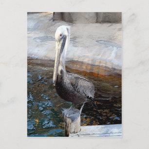 Carte Postale Pelican Love,-Occasions_