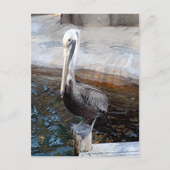 Carte Postale Pelican Love,-Occasions_ (Devant)