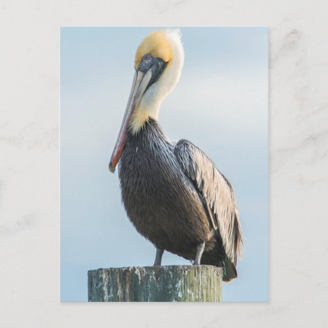 Carte Postale Pelican perched on pylon (Devant)
