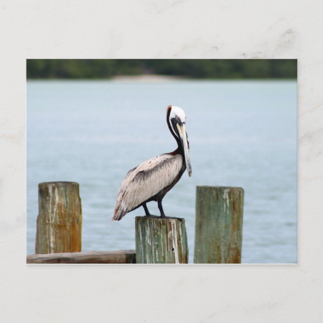 Carte Postale Pelican postcard (Devant)