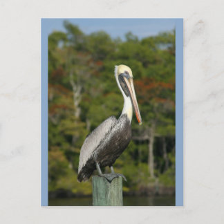 Carte Postale Pelican sur bleu