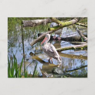 CARTE POSTALE PÉLICANS