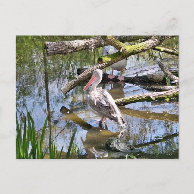 CARTE POSTALE PÉLICANS (Devant)