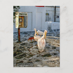 Carte Postale Pélicans
