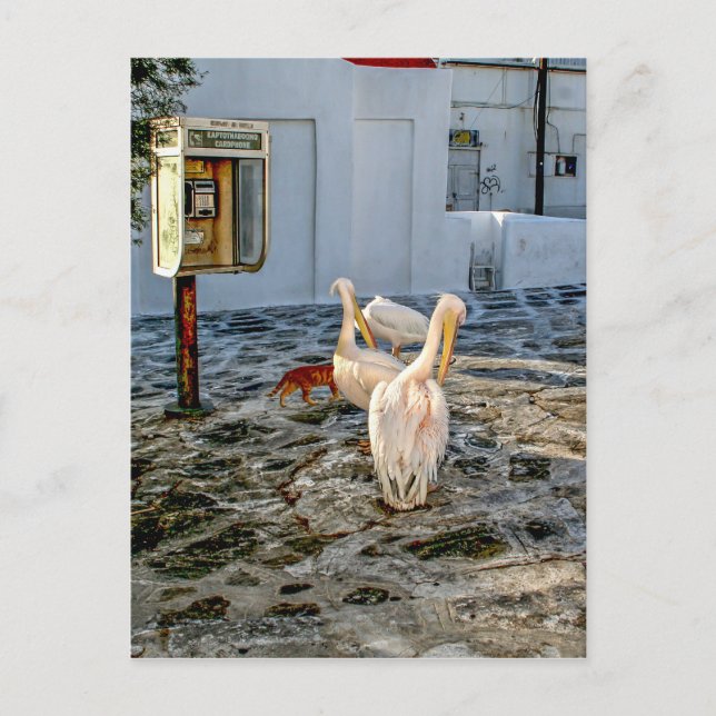 Carte Postale Pélicans (Devant)