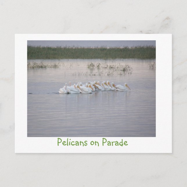 Carte Postale Pélicans à la parade (Devant)