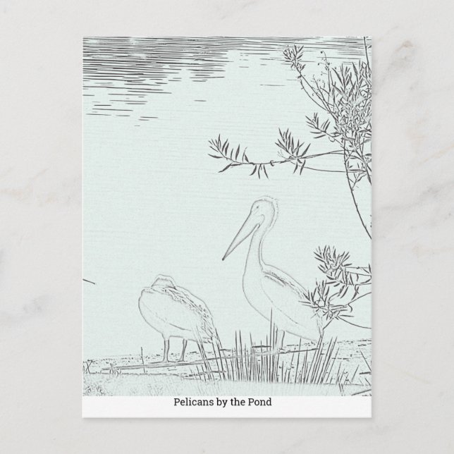 Carte postale - Pélicans au bord de l'étang (Devant)