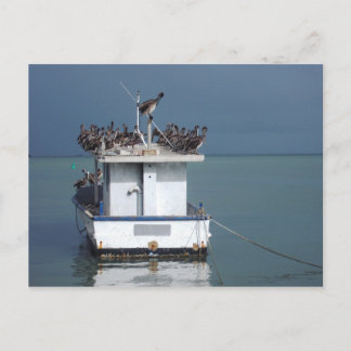 Carte Postale Pélicans au quai, San Fernando, Trinidad