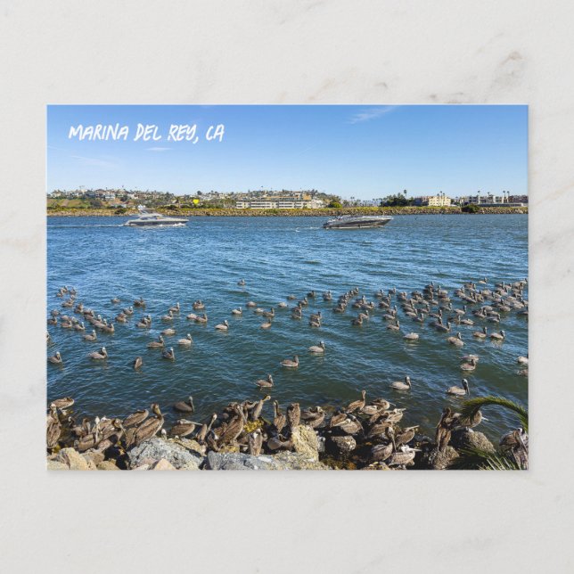 Carte Postale Pélicans Bask In Channel - Marina Del Rey, CA (Devant)