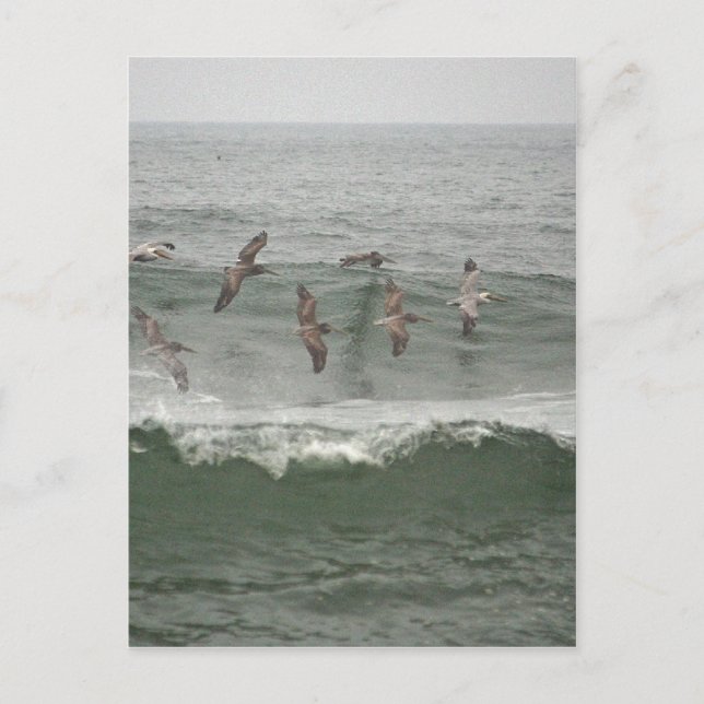 Carte Postale Pélicans Brown et Surf de l'Oregon (Devant)