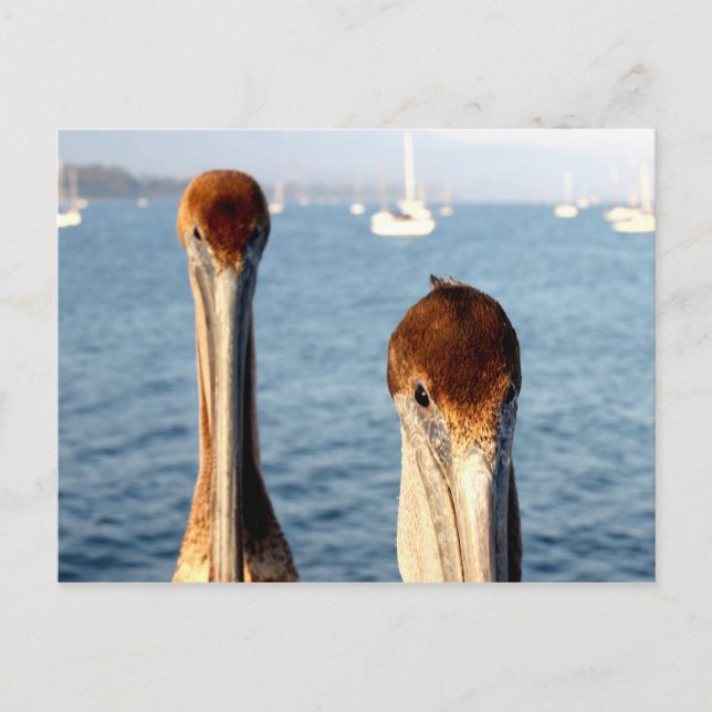 Carte Postale Pélicans de Californie (Devant)