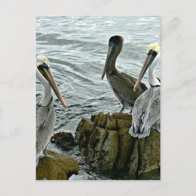 Carte Postale Pélicans de Monterey (Devant)