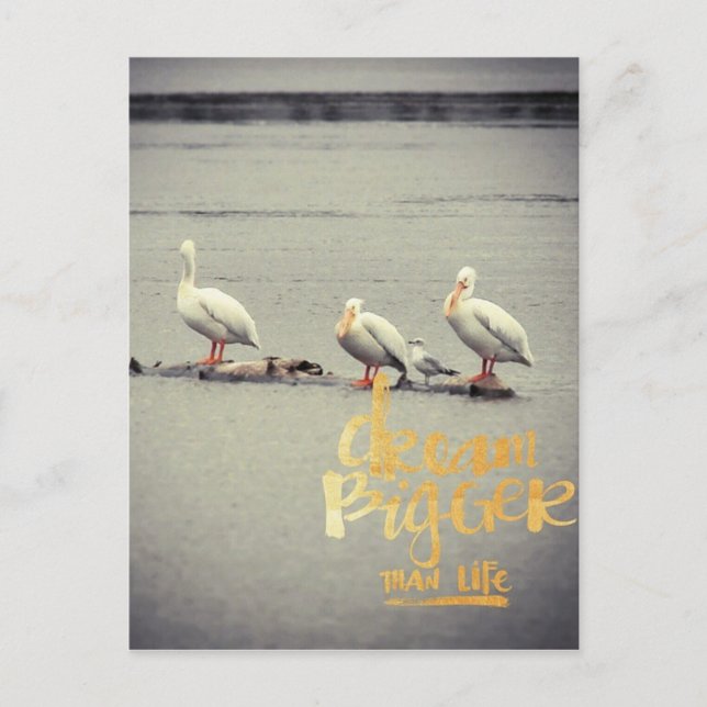 Carte Postale Pélicans et Mouette Rêvent Plus Grand (Devant)