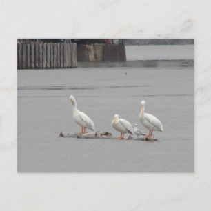 Carte Postale Pélicans et une mouette aussi