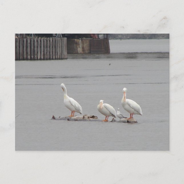 Carte Postale Pélicans et une mouette aussi (Devant)