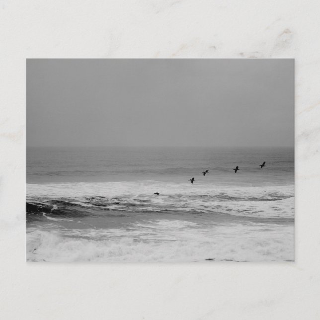 Carte Postale Pélicans et vagues en noir et blanc (Devant)