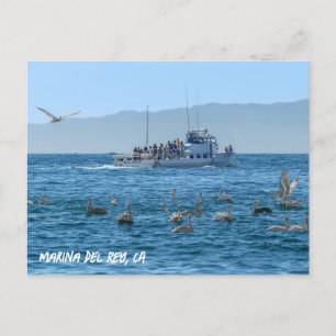 Carte Postale Pélicans - Marina Del Rey, CA