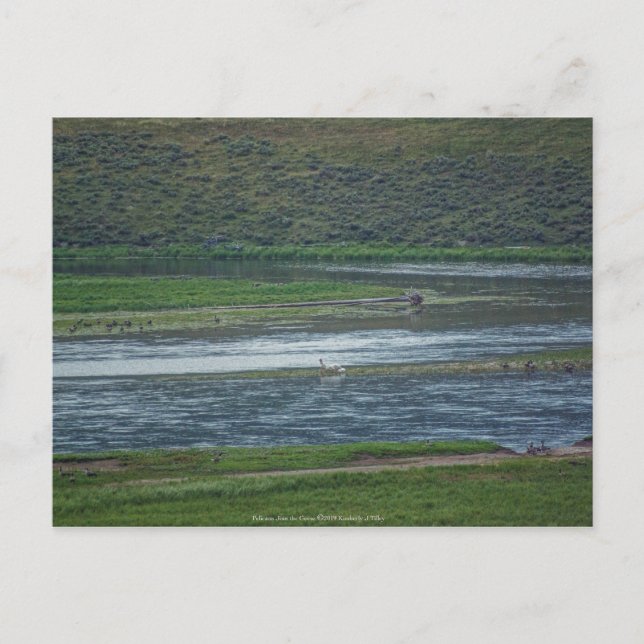 Carte Postale Pélicans rejoignez l'Oie (Devant)