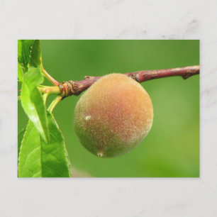 Carte Postale Peluche de pêche