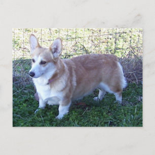 Carte Postale Pembroke Welsh Corgi