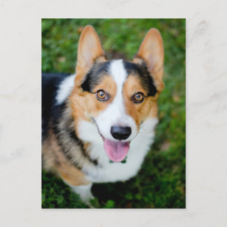 Carte Postale Pembroke Welsh Corgi