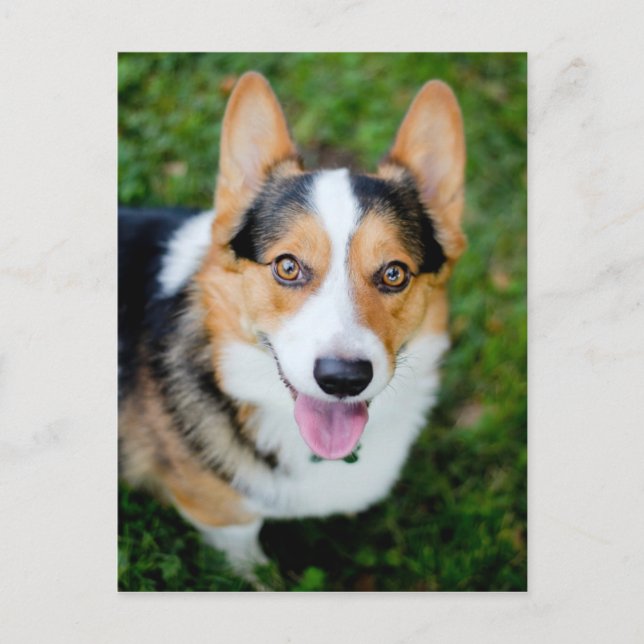 Carte Postale Pembroke Welsh Corgi (Devant)