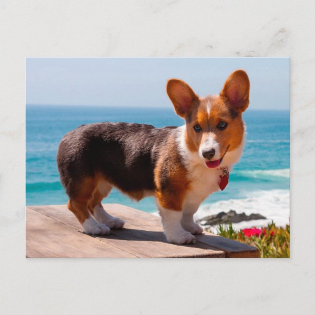 Carte Postale Pembroke Welsh Corgi puppy standing on table (Devant)