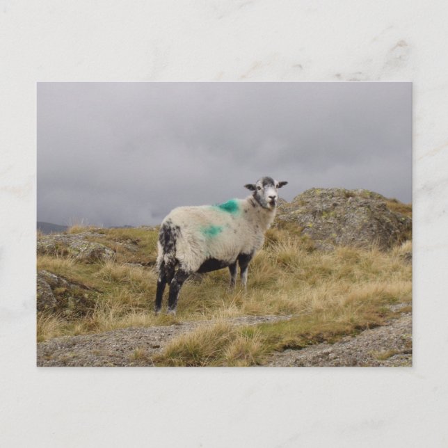 Carte Postale Pendk brebis (Devant)