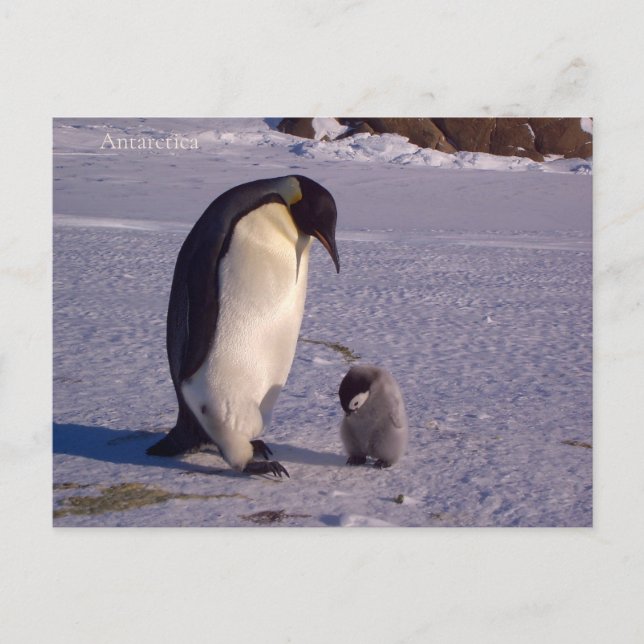 Carte Postale Penfinga avec un bébé piggy en Antarctique, photo. (Devant)