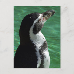 Carte postale Penguin