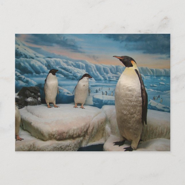 Carte postale Penguin (Devant)