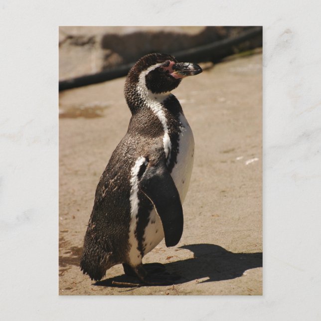 Carte Postale Penguin à Blairdrummond (Devant)