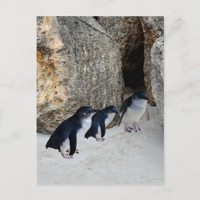 Carte Postale Penguin Beach House, (Devant)