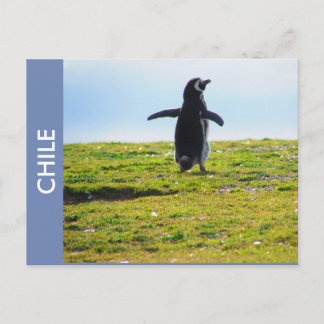 Carte postale Penguin Chili