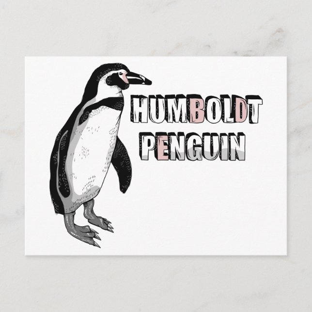 Carte Postale Penguin de Humboldt (Devant)