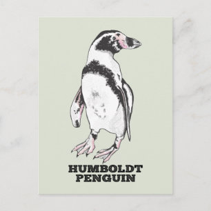 Carte Postale Penguin de Humboldt
