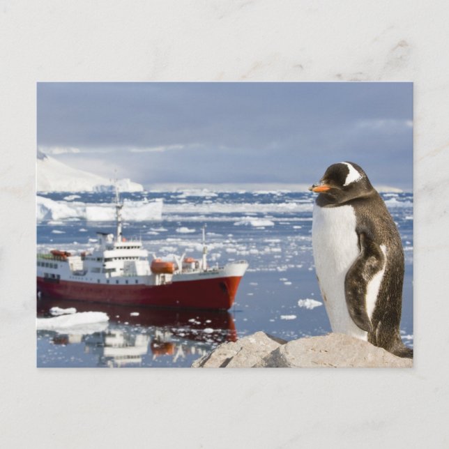 Carte Postale Penguin Gentoo (Devant)