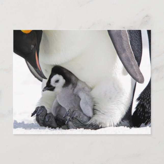 Carte Postale Penguin | Île de Snow Hill (Devant)