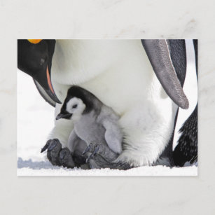 Carte Postale Penguin   Île de Snow Hill