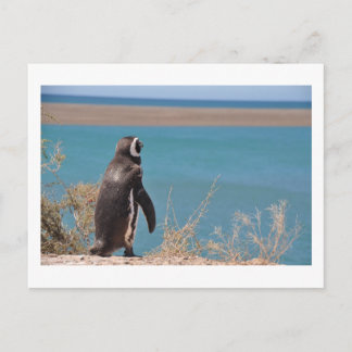 Carte Postale Penguin veut partir