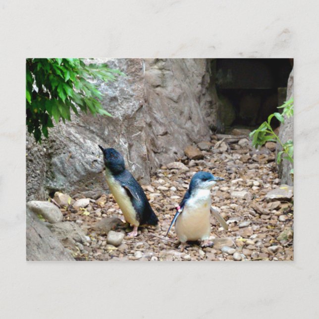 Carte postale Penguins (Devant)