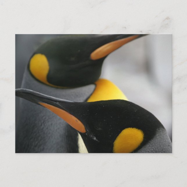 Carte postale Penguins (Devant)