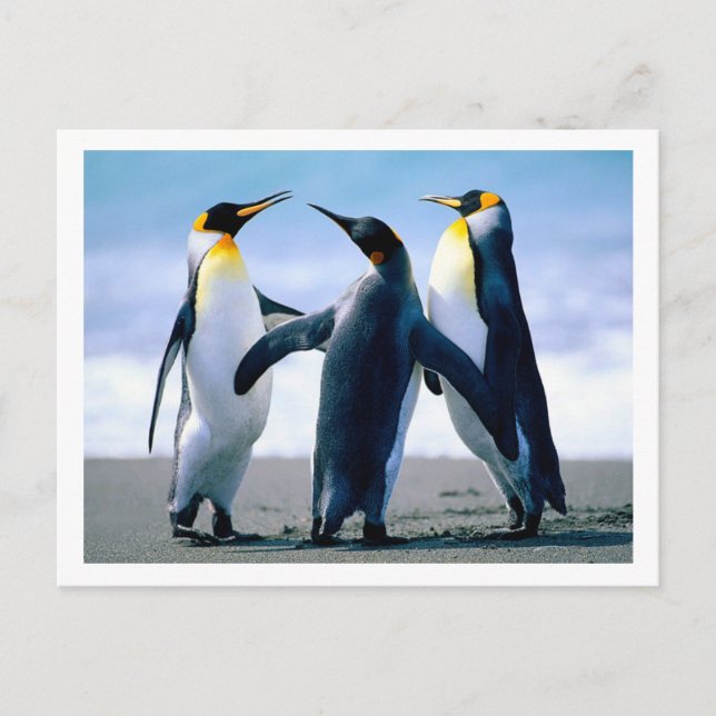 Carte postale Penguins (Devant)