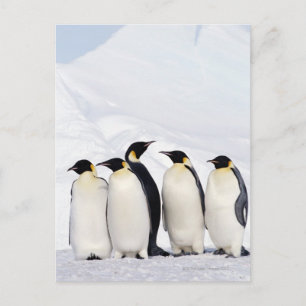 Carte Postale Penguins empereurs